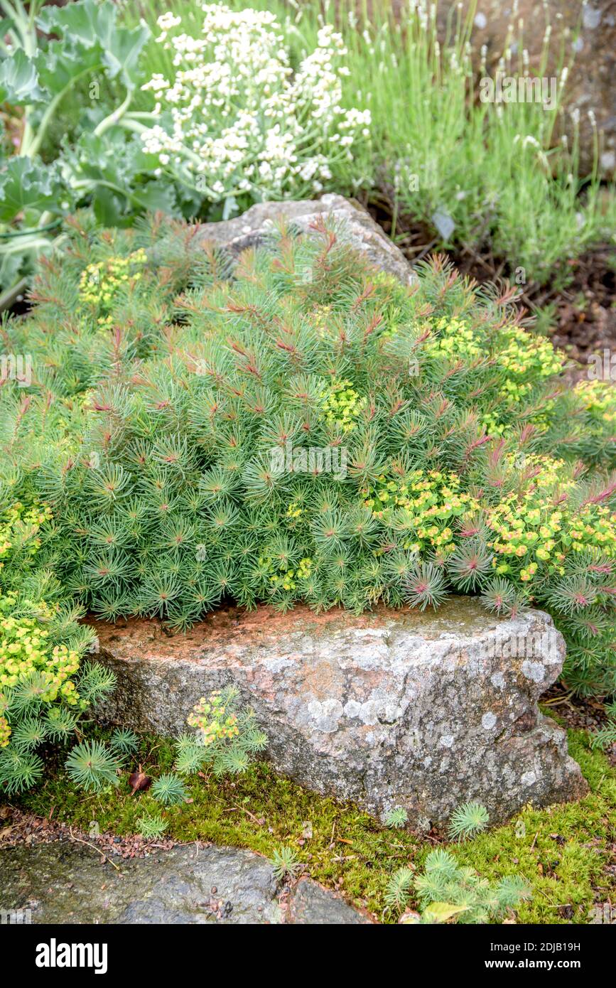 Zypressen-Wolfsmilch (Euphorbia cyparissias 'Fens Ruby') Stock Photo