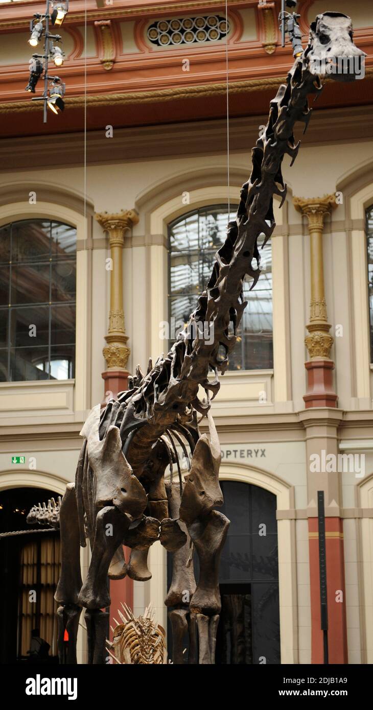 Dinosaur. Diplodocus skeleton. The longest dinosaur known. Natural History Museum, Berlin, Germany. Stock Photo