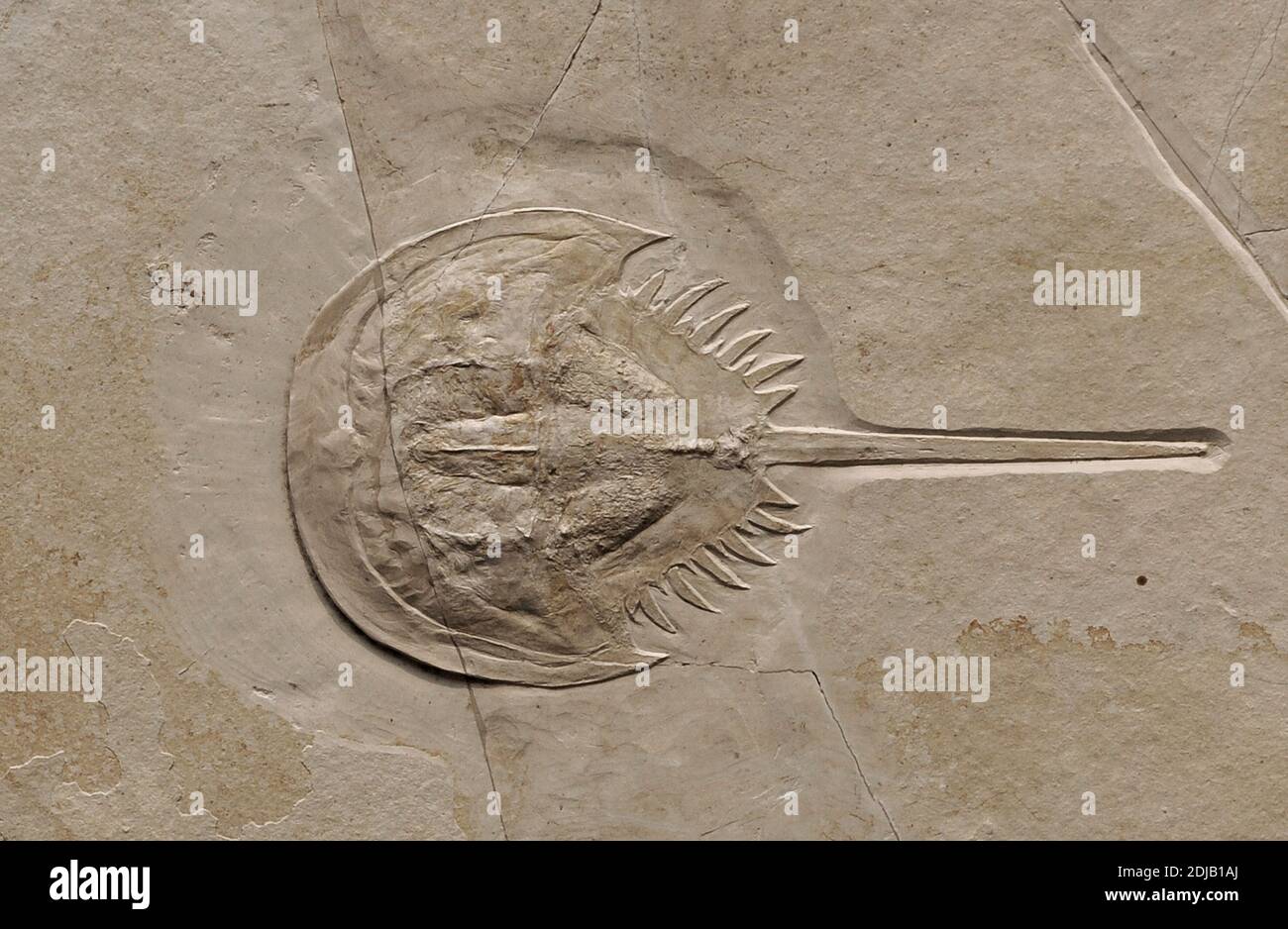 Mesolimulus. Extinct genus of arthropod. Example of Solnhofen limestone, near Solnhofen, Bavaria, Germany. Late Jurassic. 150 million years ago. Natural History Museum, Berlin. Germany. Stock Photo