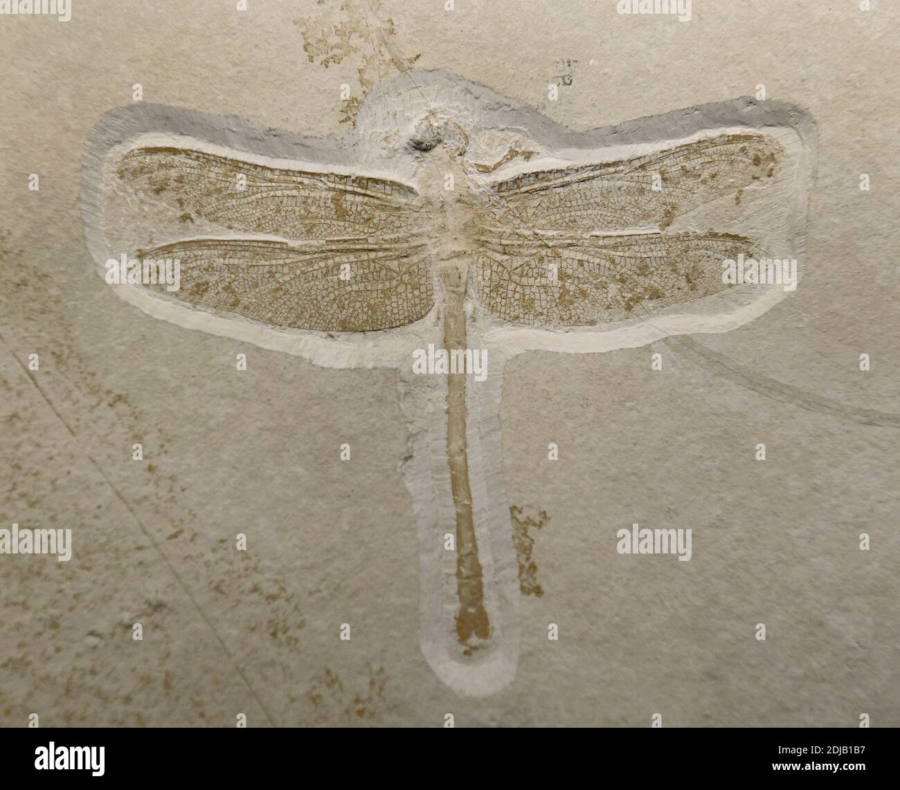 Fossilized prehistoric insect. Urogomphus eximius. Example of Solnhofen limestone, near Solnhofen, Bavaria, Germany. Late Jurassic. 150 million years ago. Natural History Museum, Berlin. Germany. Stock Photo
