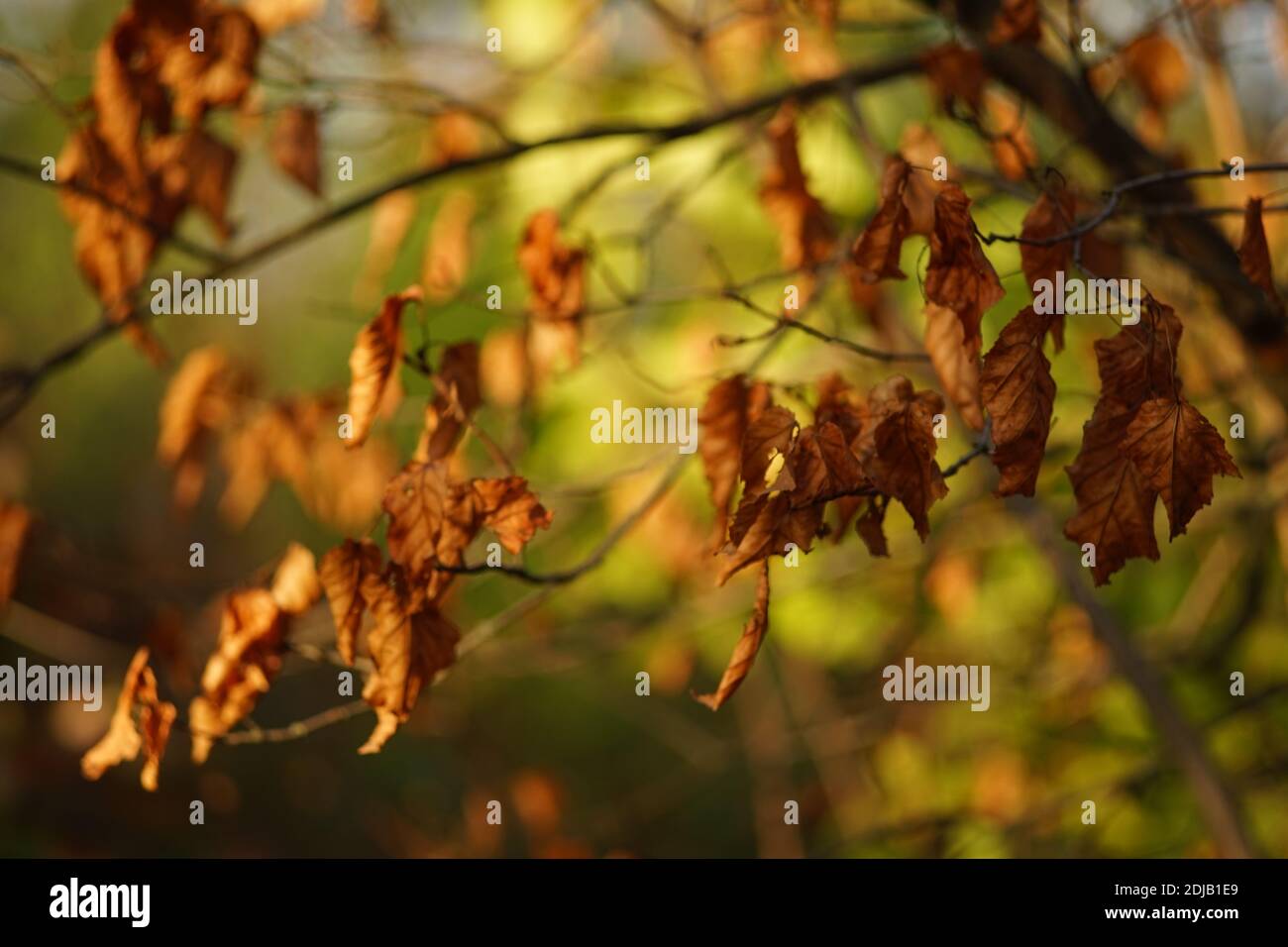 Dry brown leaves on a tree branch in a magical sunny autumn forest ...