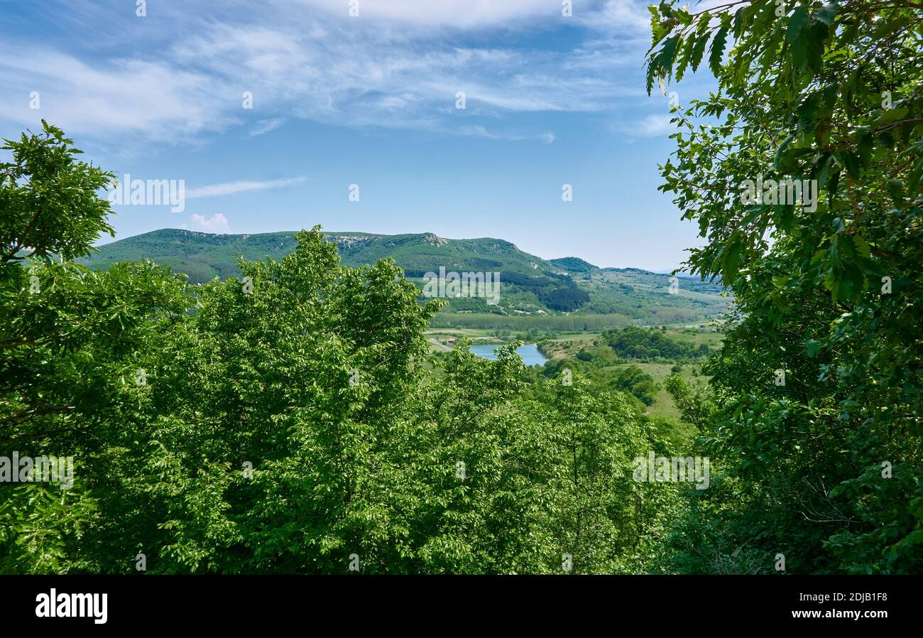 Beautiful green forest in a sunny day Stock Photo - Alamy