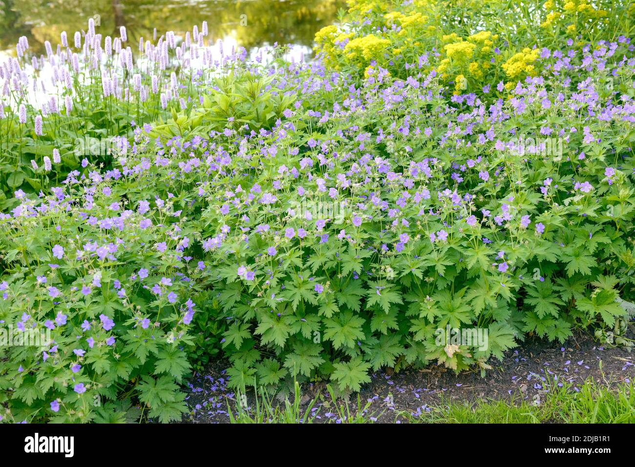 Storchschnabel (Geranium sylvaticum 'Mayflower') Stock Photo