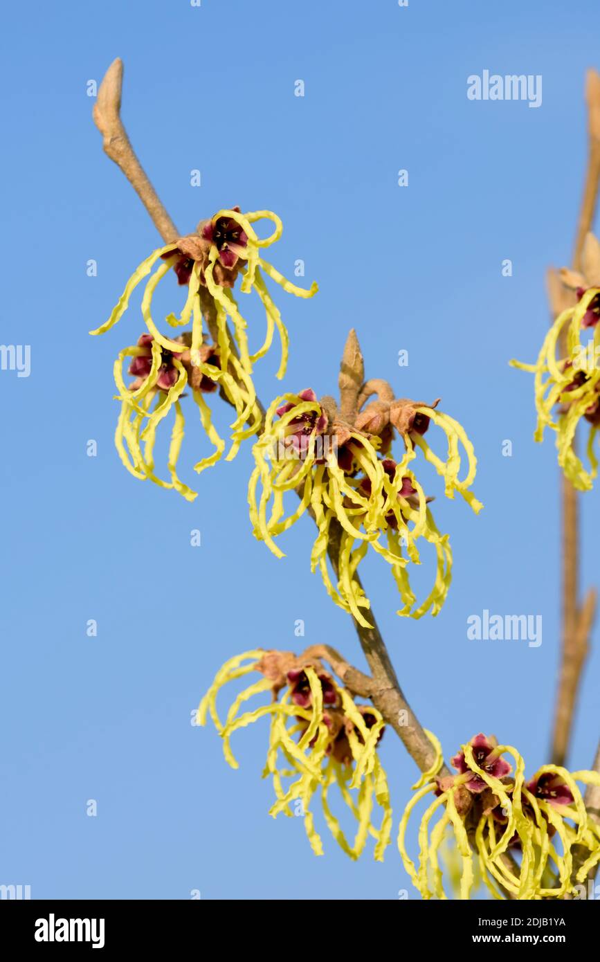 Hybrid-Zaubernuss (Hamamelis × intermedia 'Advent') Stock Photo