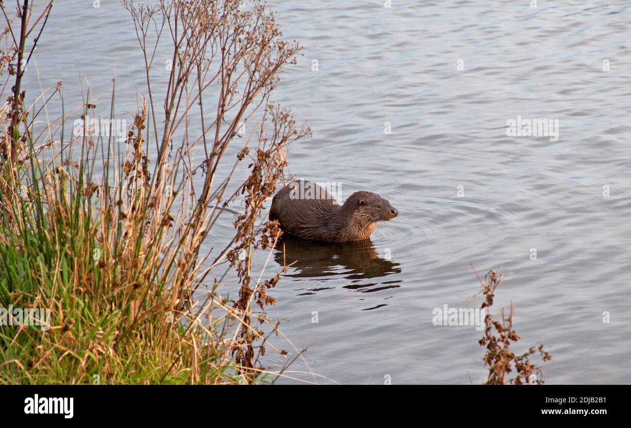 Dunsapie Loch, Holyrood Park, Edinburgh, Scotland, UK. 14 December 2020. Pictured: The young male Otter during its visit to the Loch in Holyrood Park. Although it looks cute the animal is wild but trusting at the banks of the loch where it appears to be catching small fish to eat and so encourage its return, as well as attracting visitors to view its antics. Credit: Arch White/Alamy Live News. Stock Photo