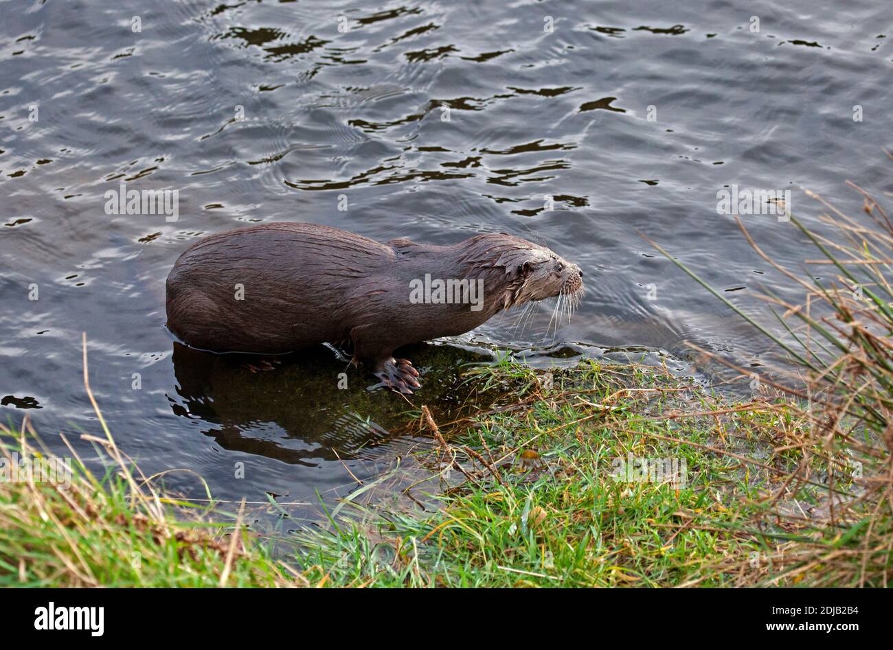 Dunsapie Loch, Holyrood Park, Edinburgh, Scotland, UK. 14 December 2020. Pictured: The young male Otter during its visit to the Loch in Holyrood Park. Although it looks cute the animal is wild but trusting at the banks of the loch where it appears to be catching small fish to eat and so encourage its return, as well as attracting visitors to view its antics. Credit: Arch White/Alamy Live News. Stock Photo