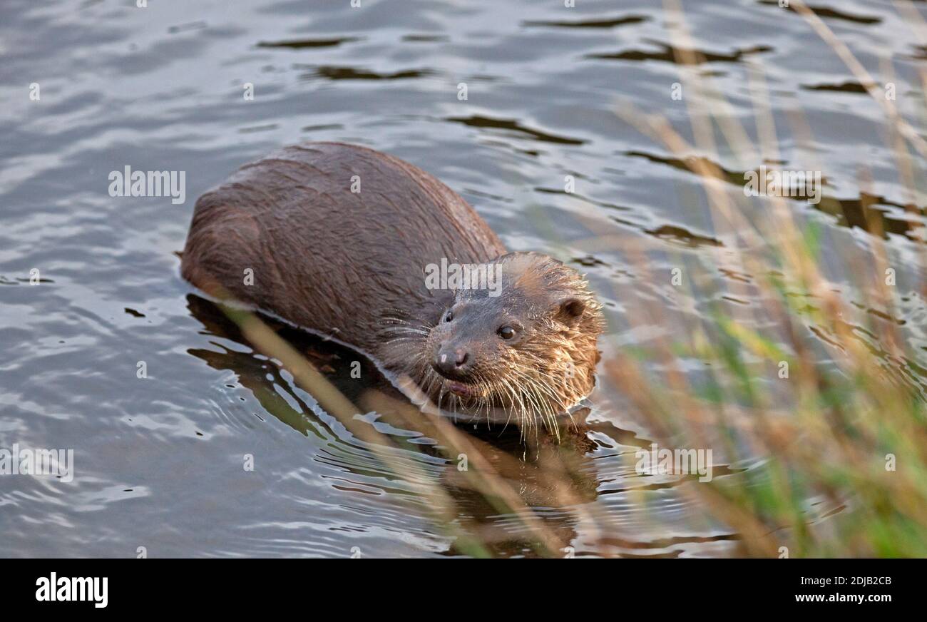 Dunsapie Loch, Holyrood Park, Edinburgh, Scotland, UK. 14 December 2020. Pictured: The young male Otter during its visit to the Loch in Holyrood Park. Although it looks cute the animal is wild but trusting at the banks of the loch where it appears to be catching small fish to eat and so encourage its return, as well as attracting visitors to view its antics. Credit: Arch White/Alamy Live News. Stock Photo