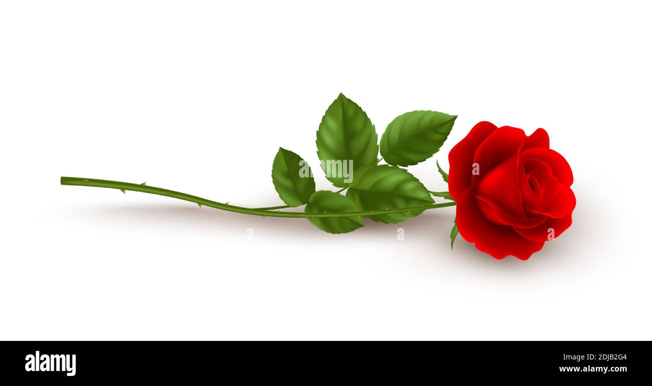 Realistic red rose lying on white background. Vector illustration Stock Vector