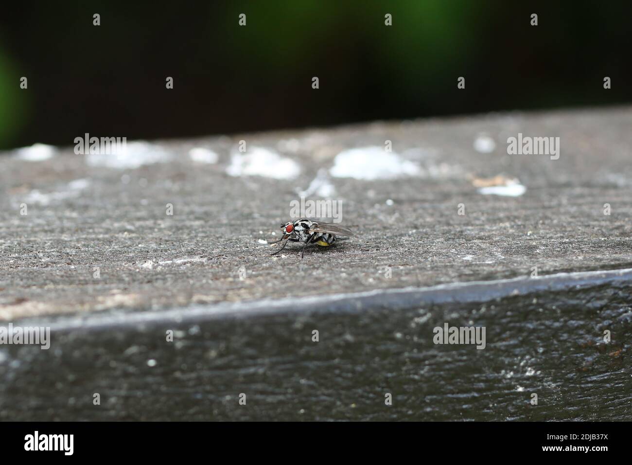 The Flesh Fly or Sarcophagidae resting on a wooden surface in a garden in North Yorkshire Stock Photo