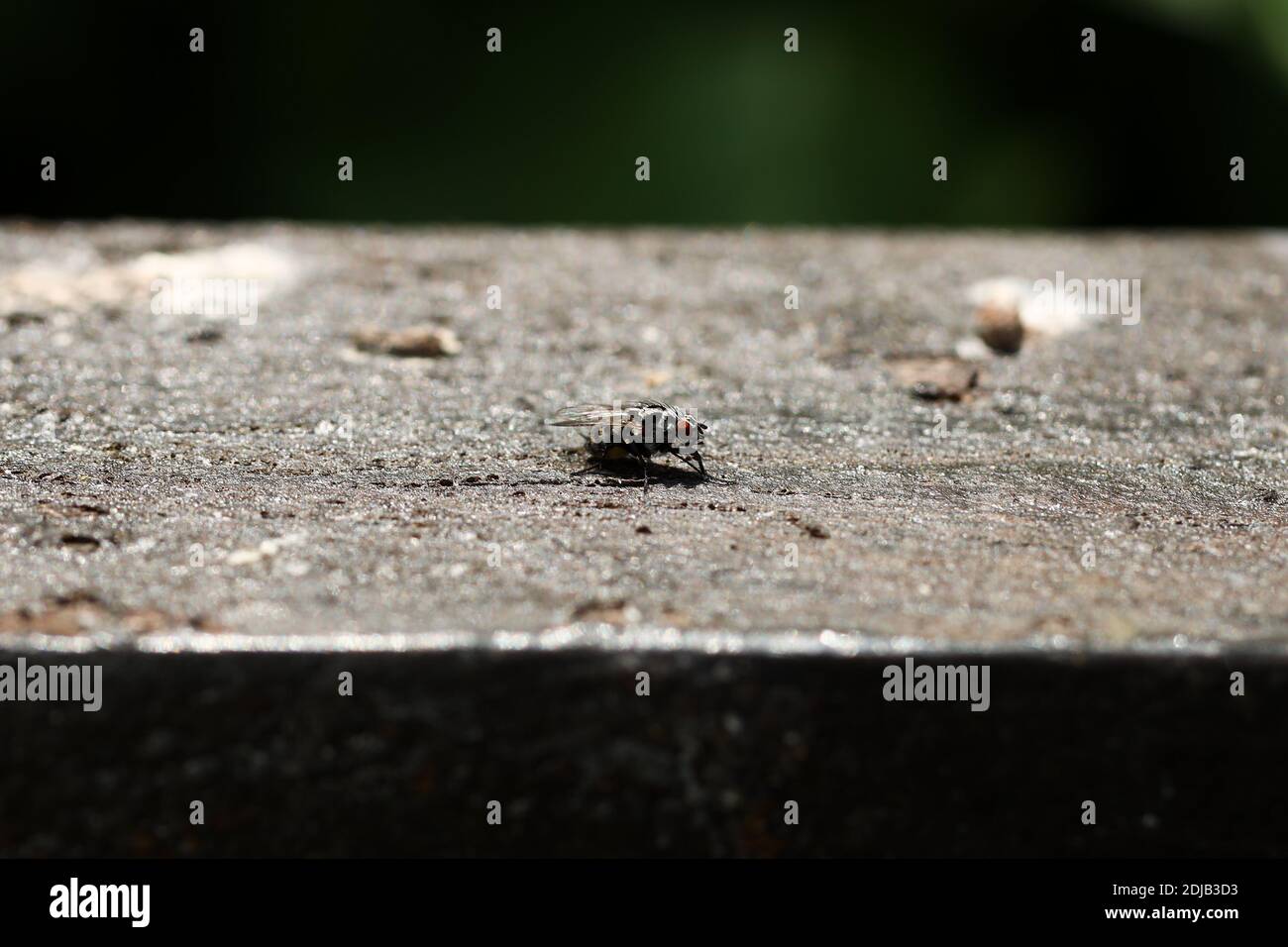 Close-up of a Flesh Fly or Sarcophagidae on a garden bench in North Yorkshire Stock Photo