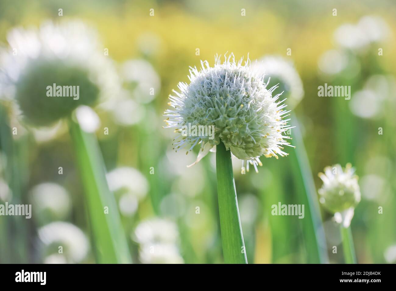 Blooming white Alium, macro, closeup, summer background Stock Photo