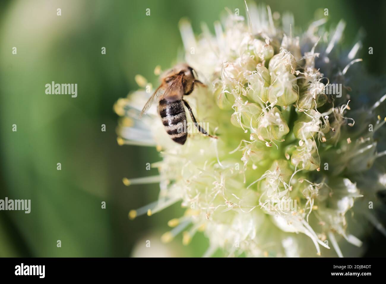 Summer background with blooming white Alium and honeybee Stock Photo