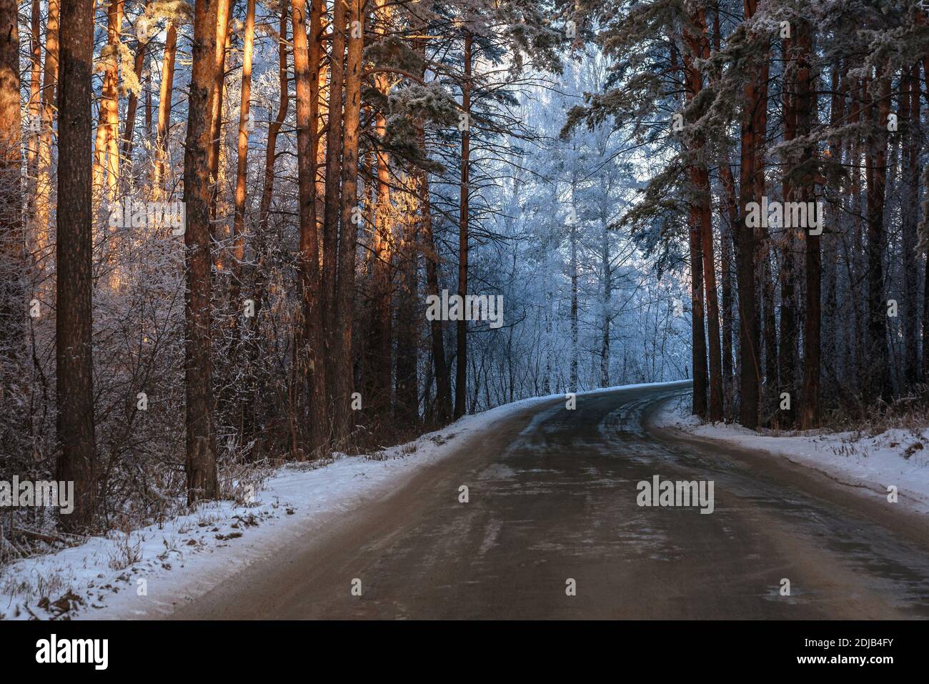 Amazing winter view with asphalt road through a snowy forest with tall ...