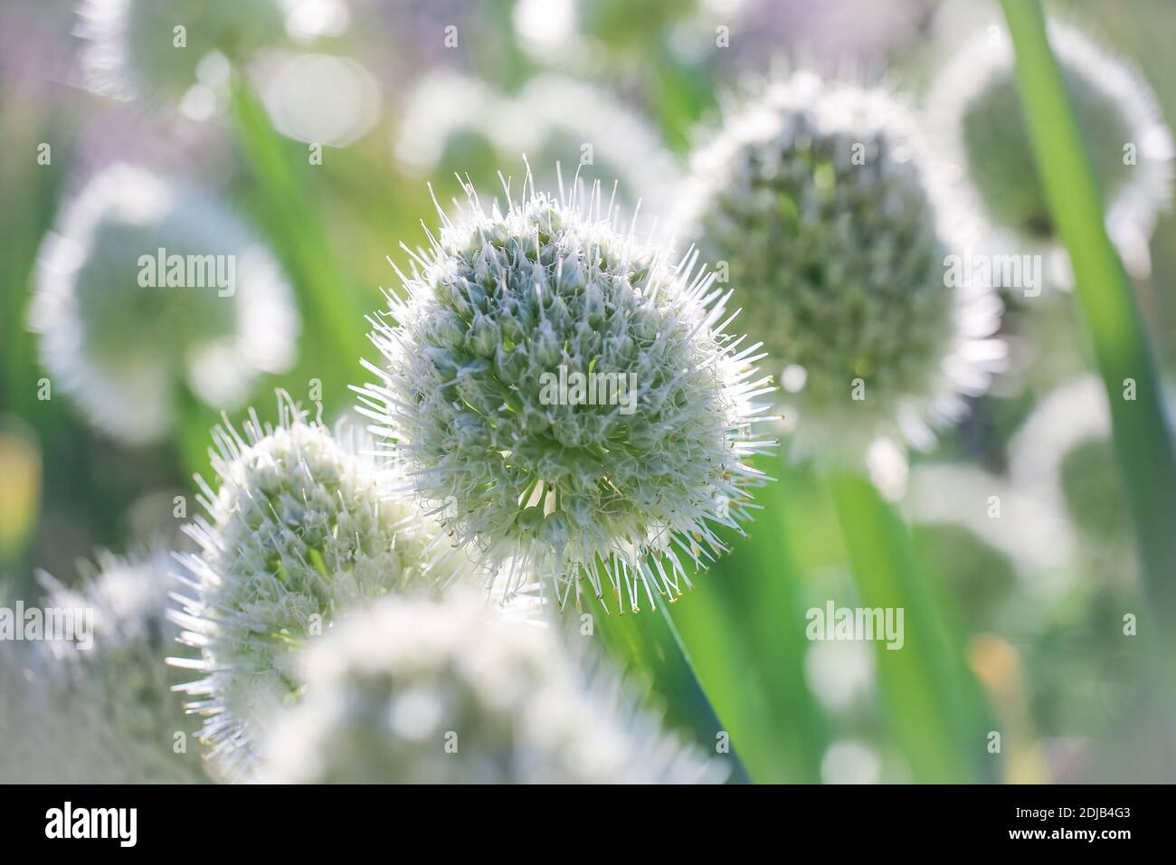 Blooming white Alium plantation , macro, closeup, summer background Stock Photo