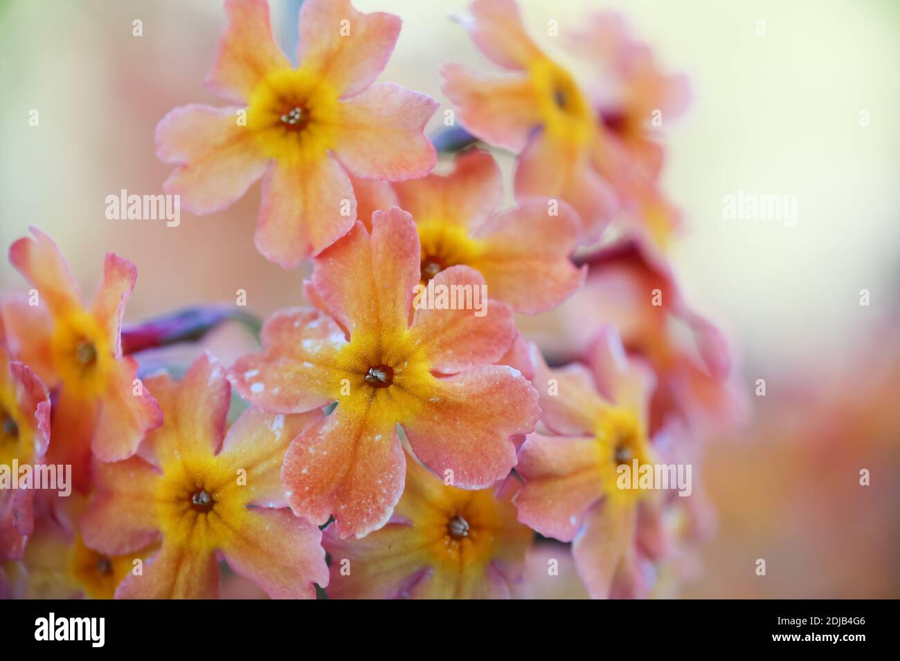 Blooming colorful plant Primula Bulleyana, closeup, macro Stock Photo