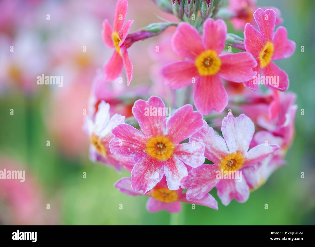 Blooming colorful plant Primula Bulleyana, macro, closeup Stock Photo