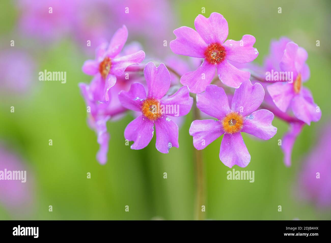 Blooming colorful plant Primula Bulleyana, macro, closeup Stock Photo