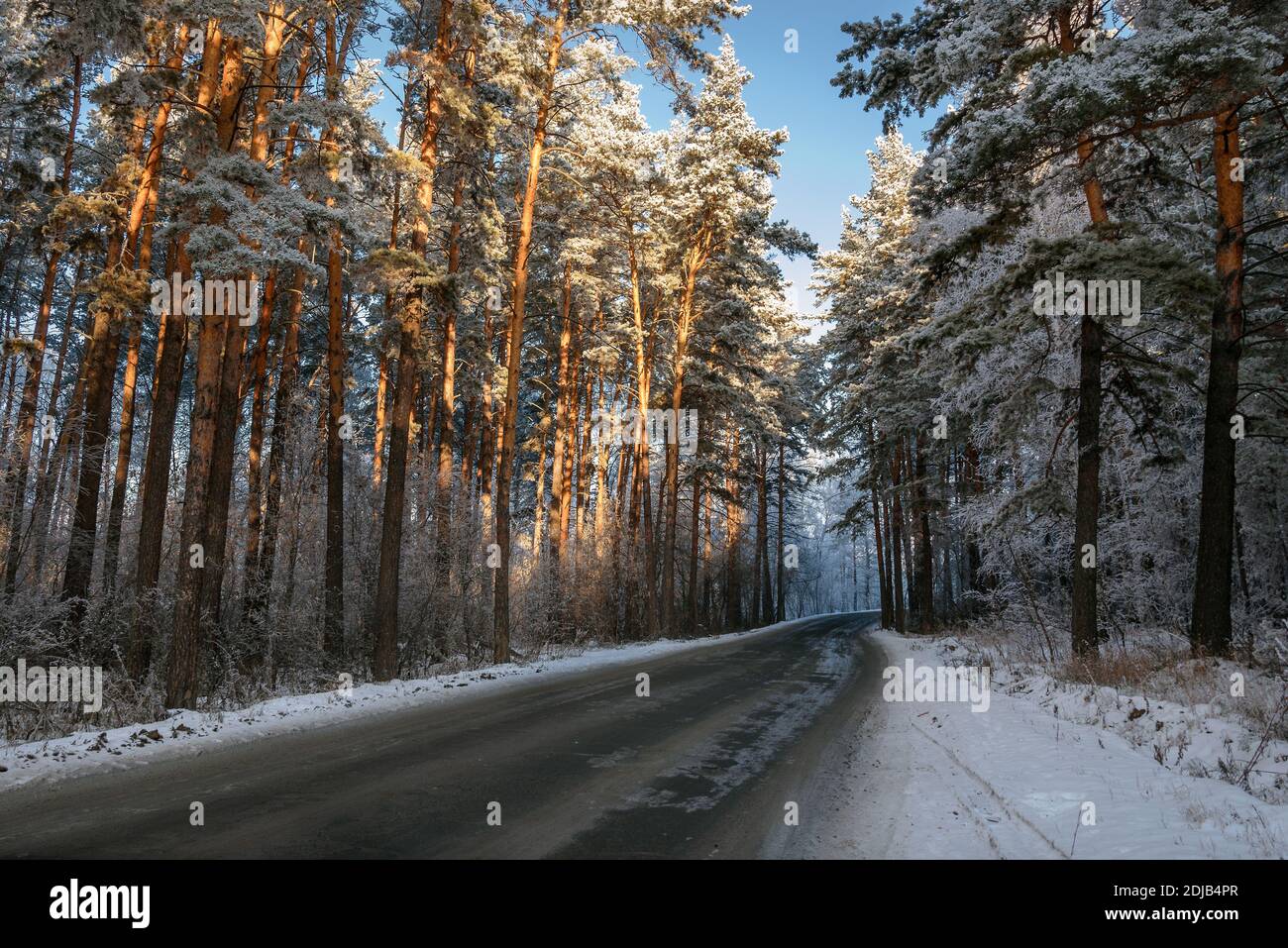 Amazing winter view with asphalt road through a snowy forest with tall ...