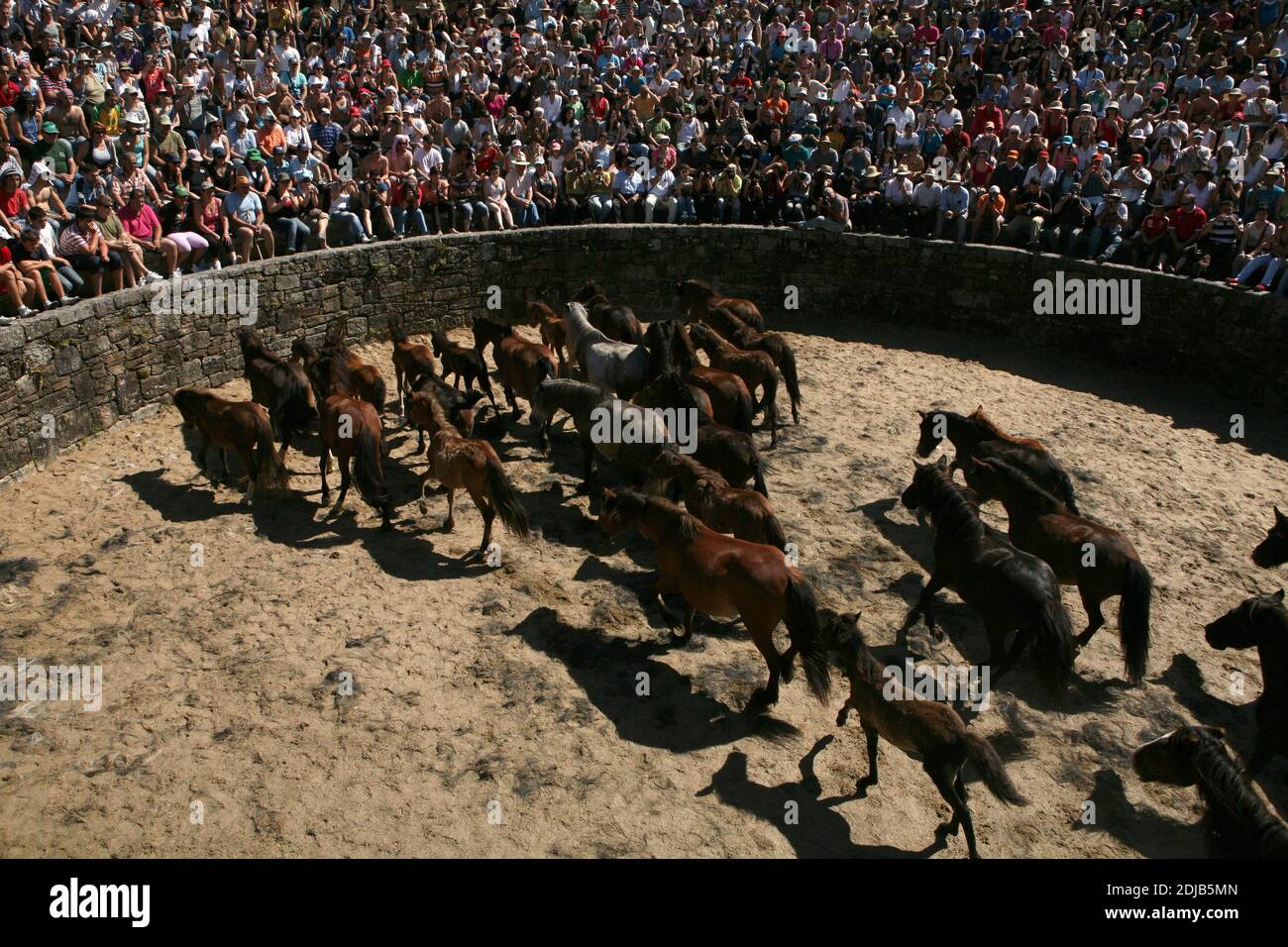 Galician unbroken horses fill the curro (round arena) during the Rapa das Bestas in the village of Sabucedo in Galicia, Spain. Galician horses live free at the highland pastures throughout the year. One day in July six hundred horses are driven together down to the village, where traditional horse taming festival known as the Rapa das Bestas (Shearing of the Beasts) takes place in the round arena known as the curro. Brave local fighters known as the aloitadores have to saddle each horse, maddened after the sudden displacement from the highlands to the arena, and then cut their tails and manes. Stock Photo