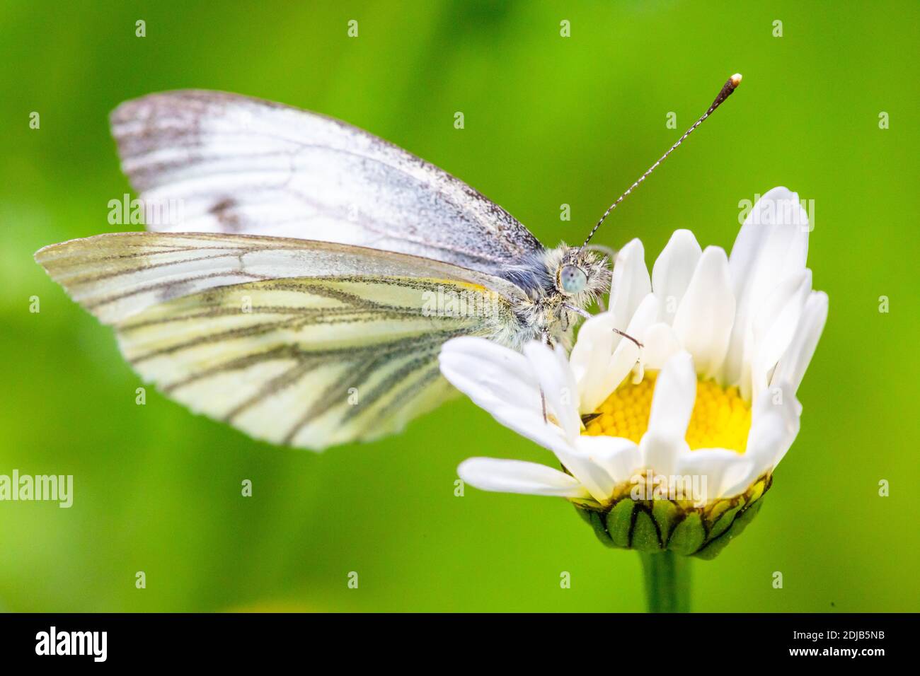 Schmetterling auf Blume Stock Photo