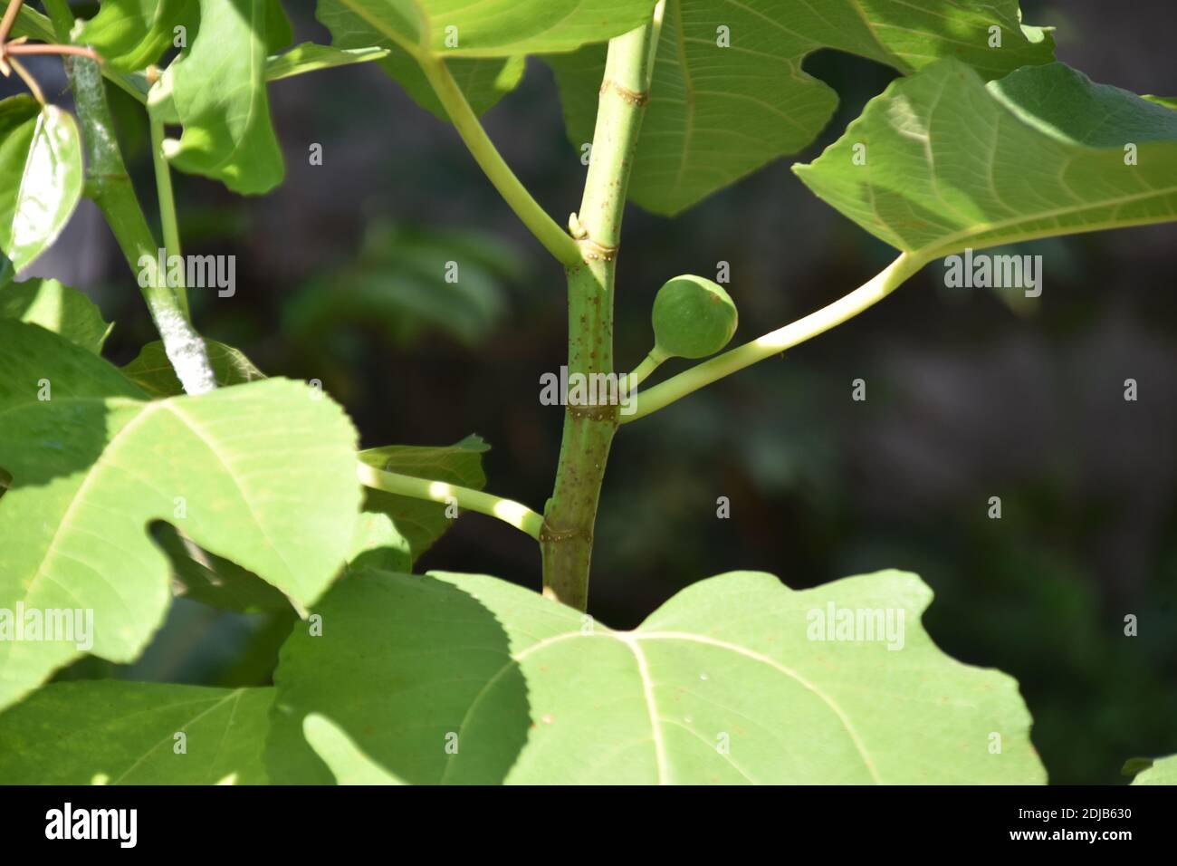 fruit and leaves of the ficus carica or common fig or Tin Stock Photo