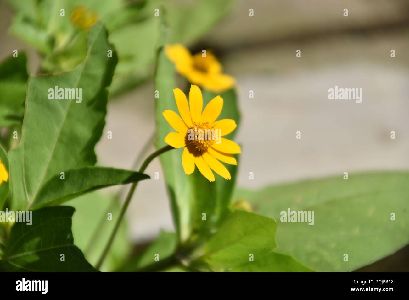 bright yellow of Butter Daisy or Blackfoot Daisy flower Stock Photo Alamy