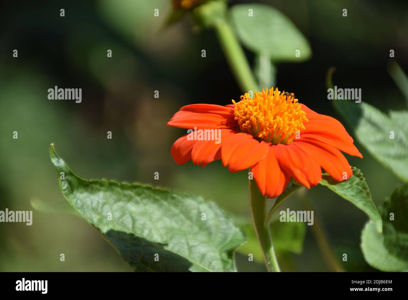 beautiful orange color of Zinnia Angustifolia Classic Flower Stock Photo