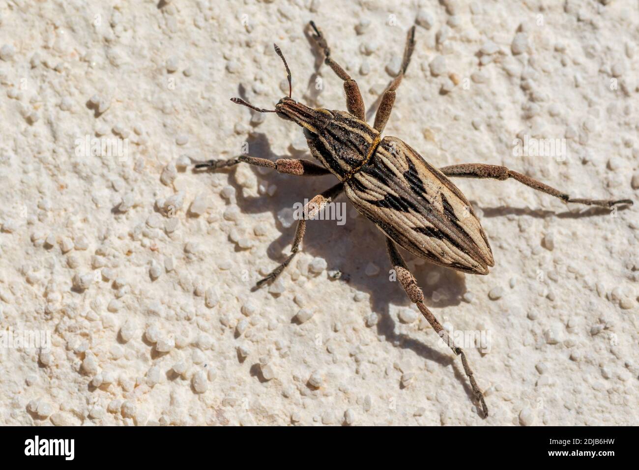 Root weevil beetle hi-res stock photography and images - Alamy