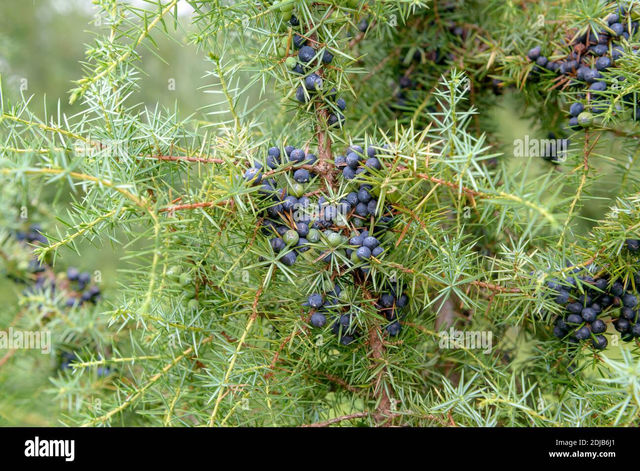 Gewöhnlicher Heide-Wacholder (Juniperus communis) Stock Photo