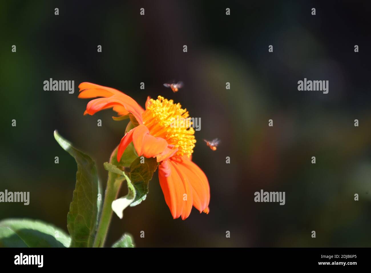 little bees closing to beautiful orange Zinnia Angustifolia Classic Flower Stock Photo