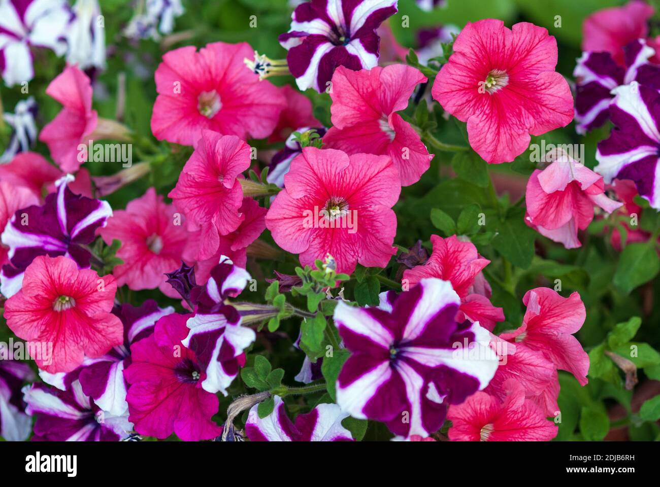 Mix of Multiflora petunias blooming in flower garden Stock Photo