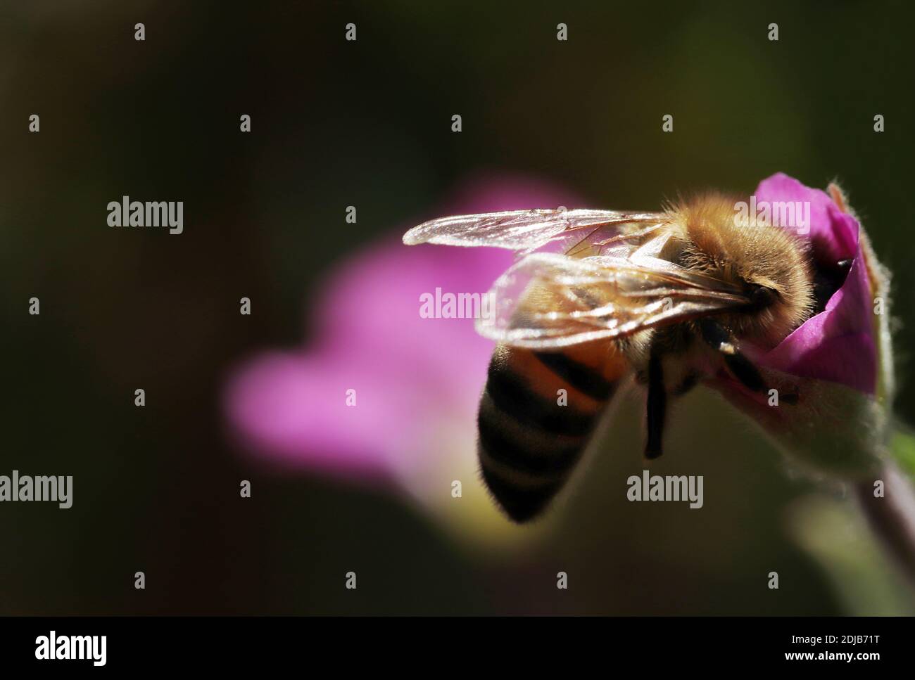 Honey bee pollen body hi-res stock photography and images - Alamy