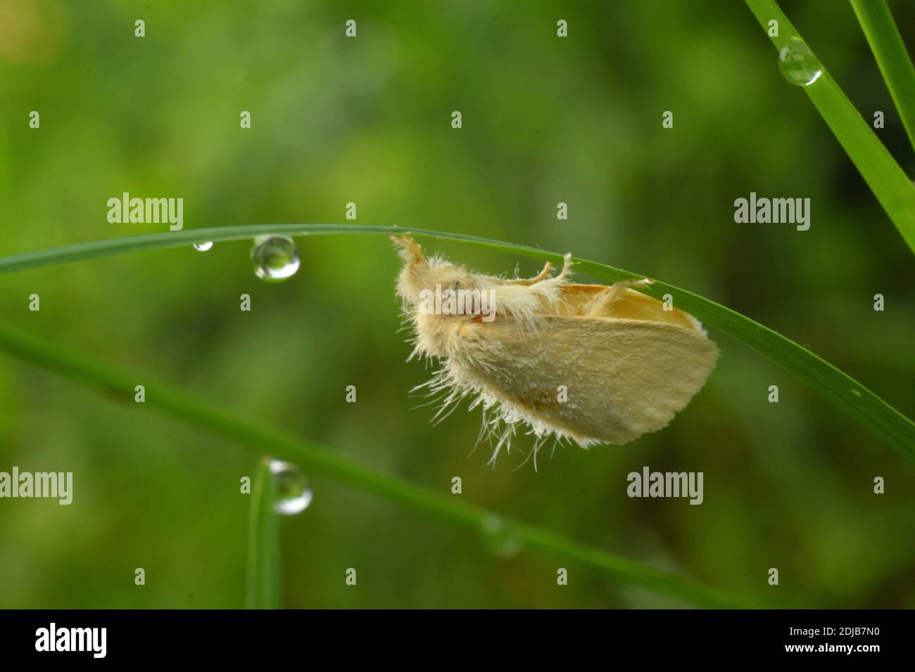 A brown tail moth rest on blade of grass Stock Photo