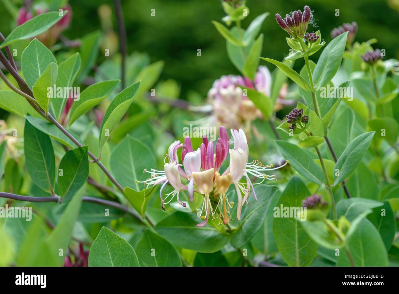 Geißblatt (Lonicera × heckrottii) Stock Photo