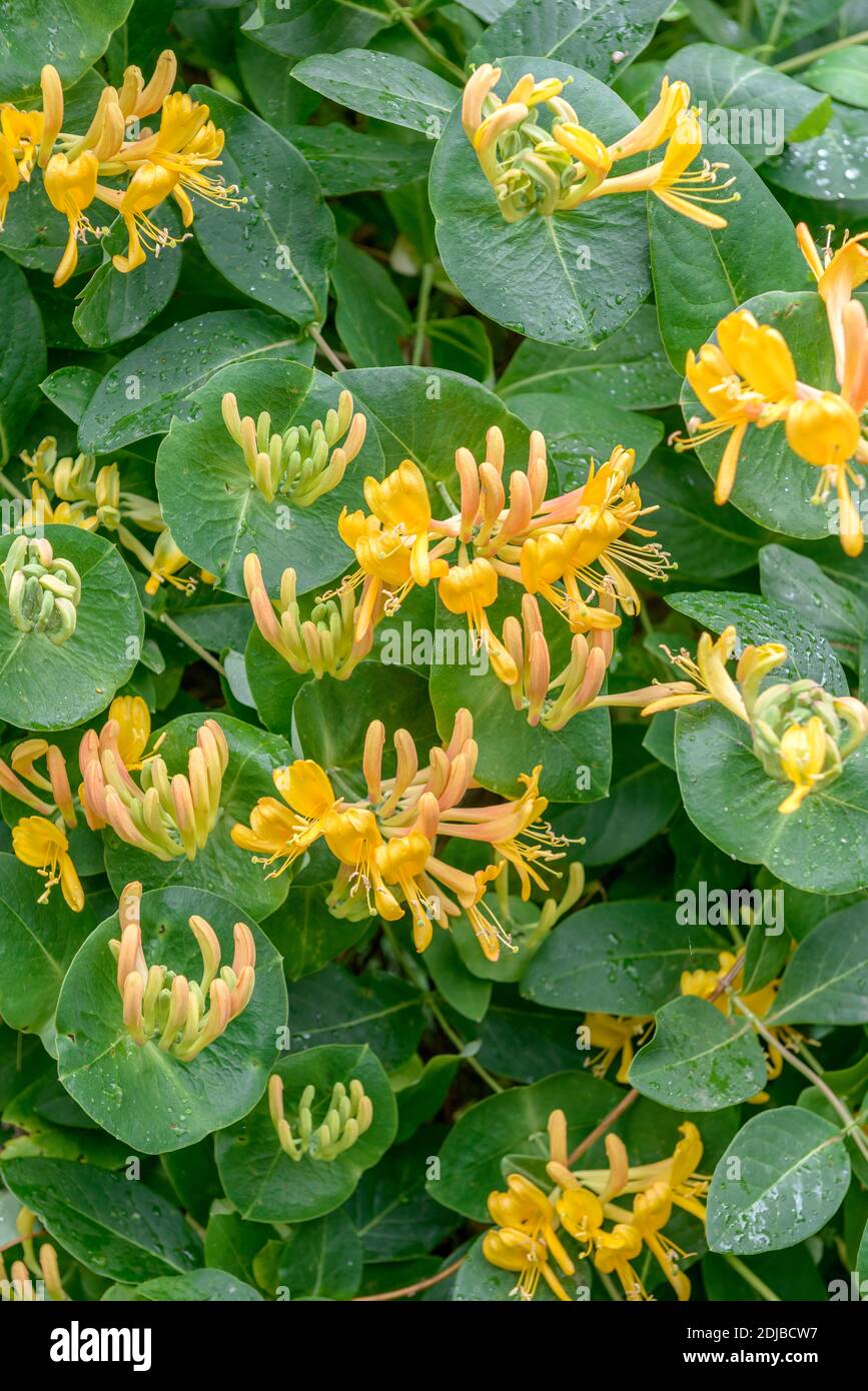 Gold-Geißblatt (Lonicera × tellmanniana), Blütenhecke Stock Photo