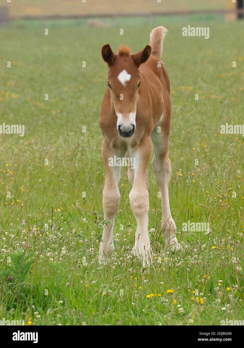 A rare breed Suffolk Punch foal stands in a summer paddock. Stock Photo