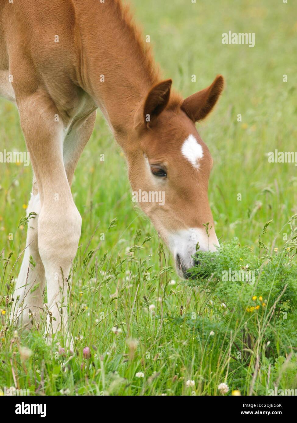 A rare breed Suffolk Punch foal grazes in a summer paddock. Stock Photo