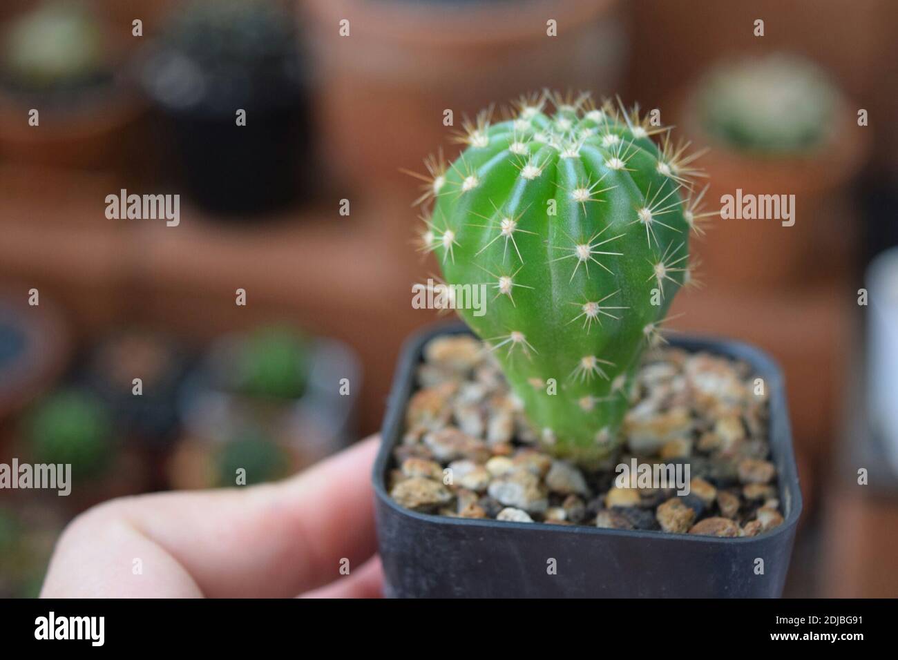 Cropped Hand Holding Succulent Plant Stock Photo