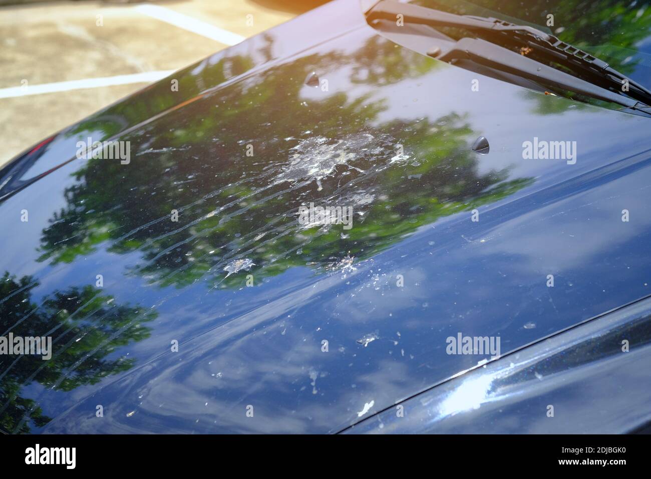 Bird Droppings On Car Stock Photo Alamy
