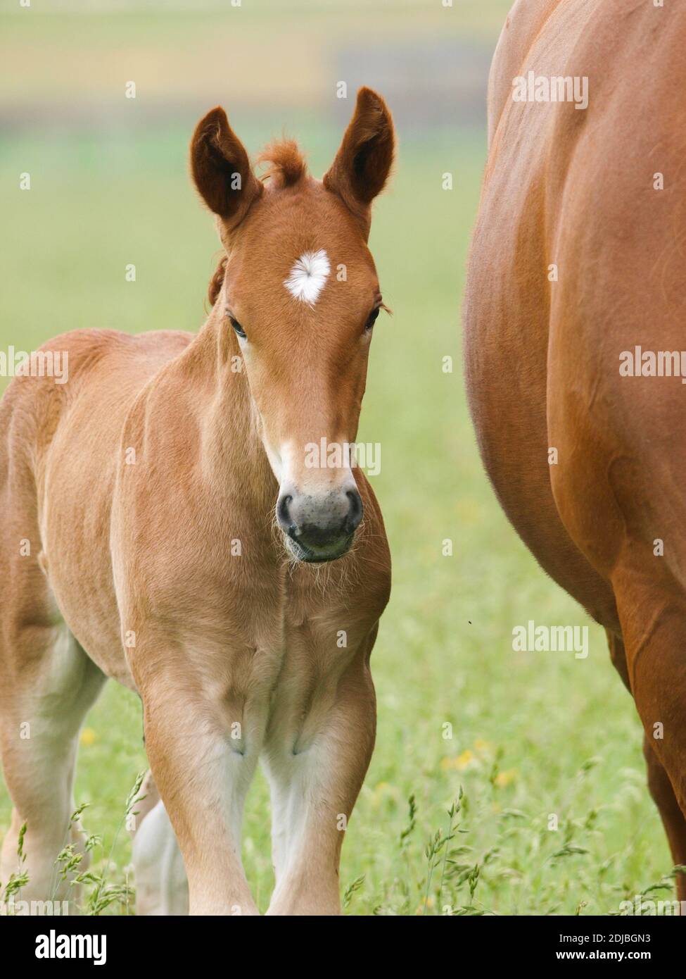 A rare breed Suffolk Punch foal stands in a summer paddock next to his mother. Stock Photo