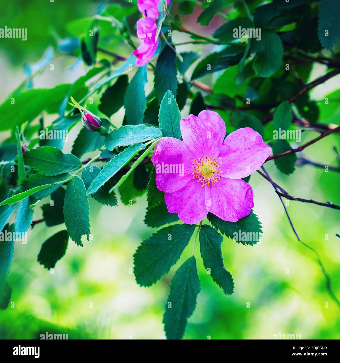 Beautiful hip rose flower hi-res stock photography and images - Alamy