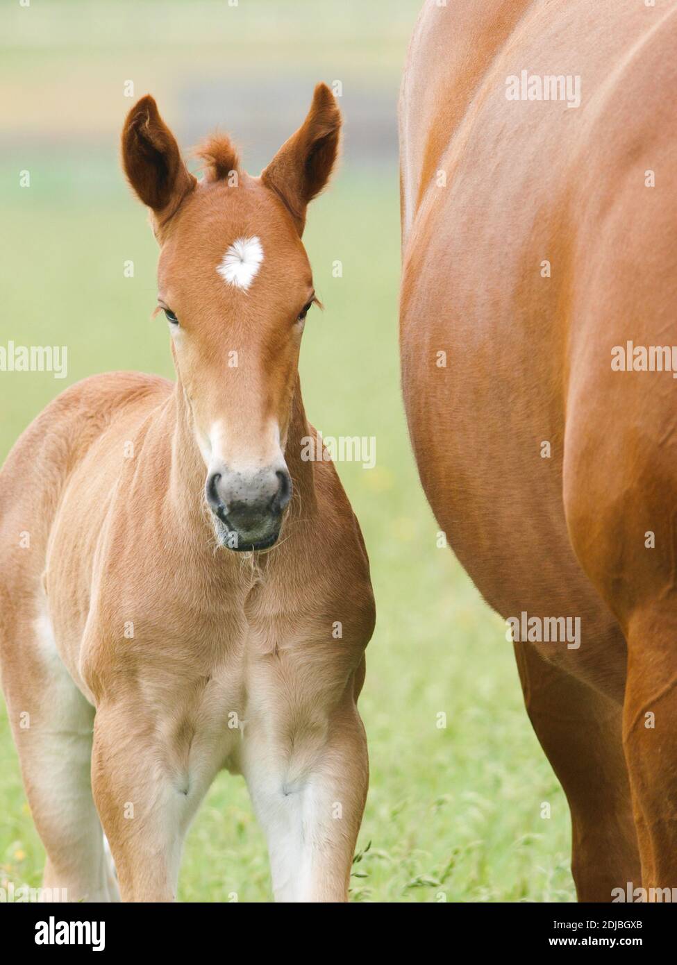 A rare breed Suffolk Punch foal stands in a summer paddock next to his mother. Stock Photo