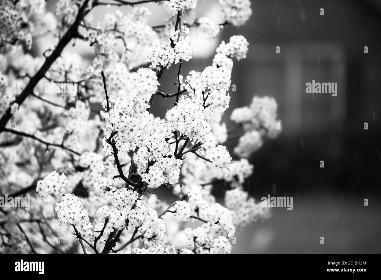 White flowering cherry blossom tree Black and White Stock Photos ...