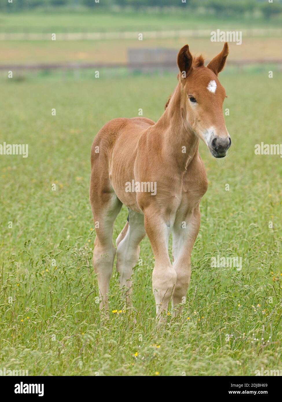A rare breed Suffolk Punch foal stands in a summer paddock. Stock Photo