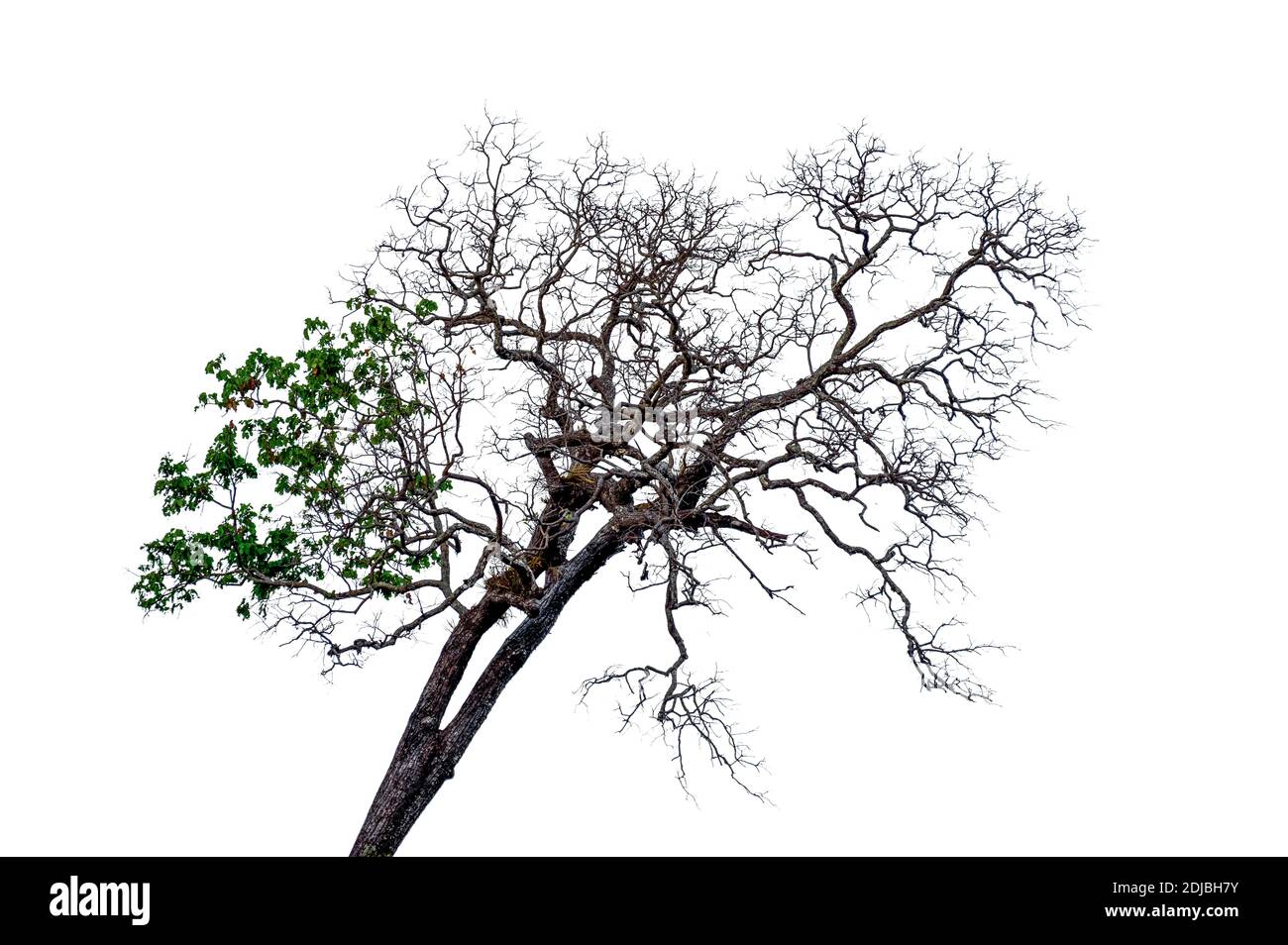 Dead branches tree isolated on white background Stock Photo Alamy