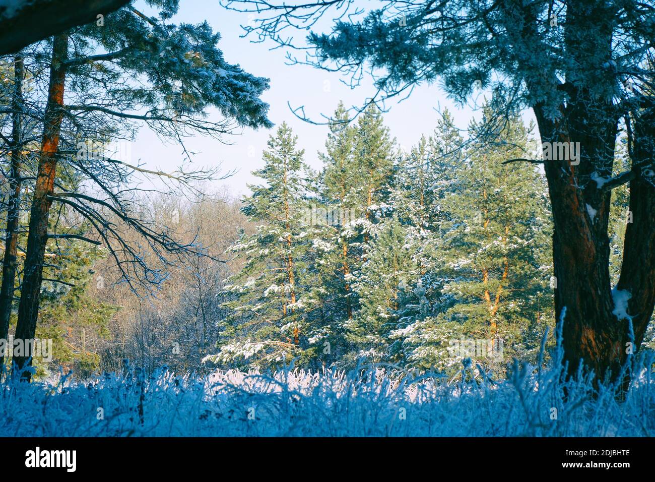 View of a winter pine forest in front of meadow with dry grass covered ...