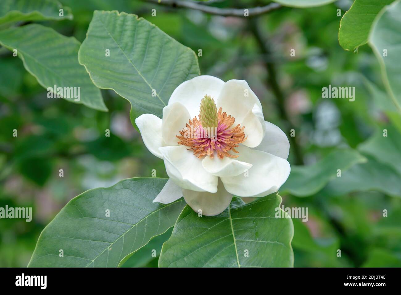Wiesners Magnolie (Magnolia × wiesneri) Stock Photo