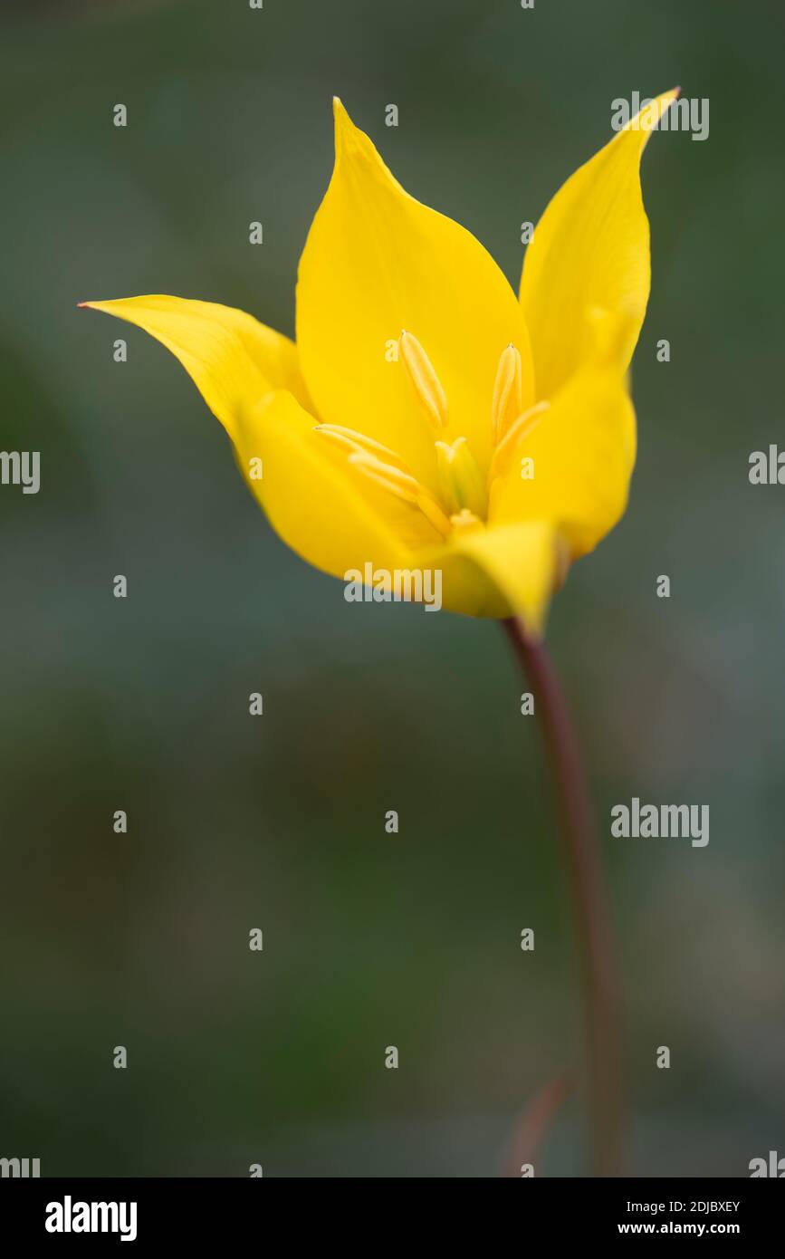 Sylvestris sylvestris hi-res stock photography and images - Alamy
