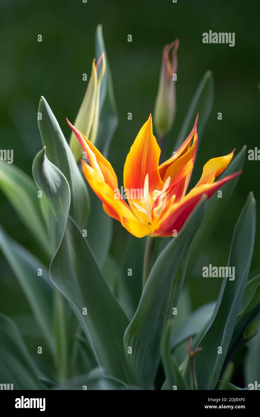 Tulipa 'Fly Away' - April Stock Photo