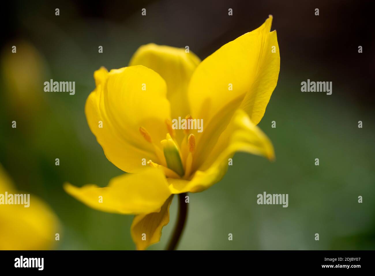 Tulipa sylvestris Stock Photo